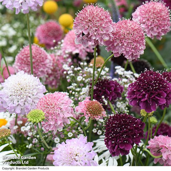 Scabiosa Scoop Collection