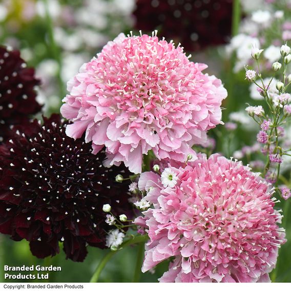 Scabiosa Scoop Collection