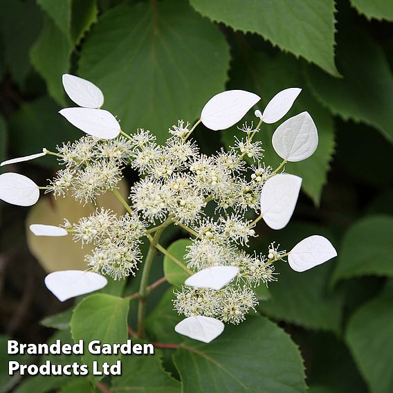 Schizophragma hydrangeoides