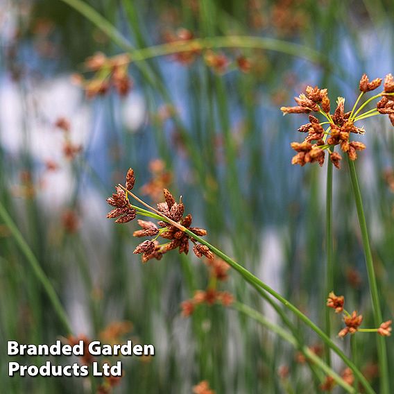 Schoenoplectus lacustris (Marginal Aquatic)