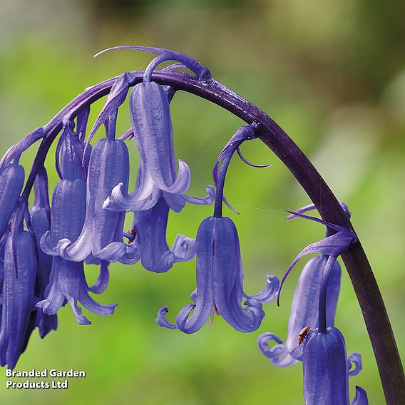 English Bluebells