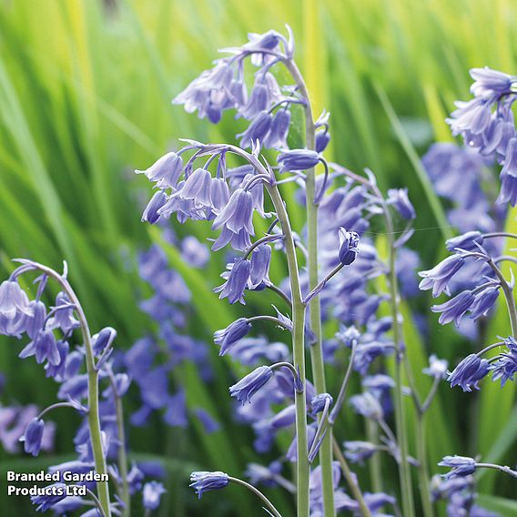 English Bluebells