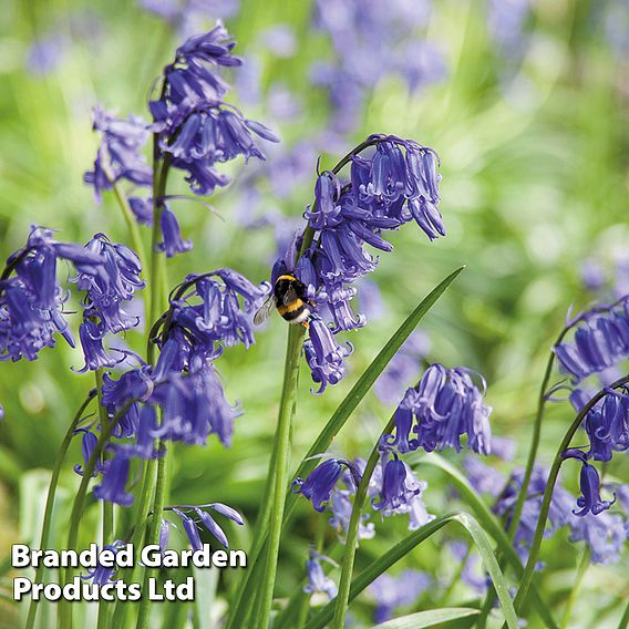 Colourful Spring Bulb Collection