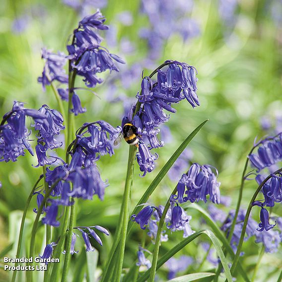 English Bluebells