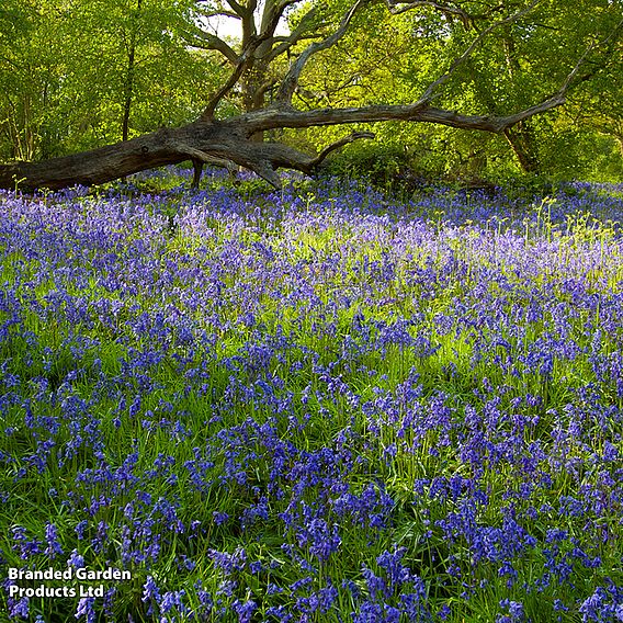 English Bluebells