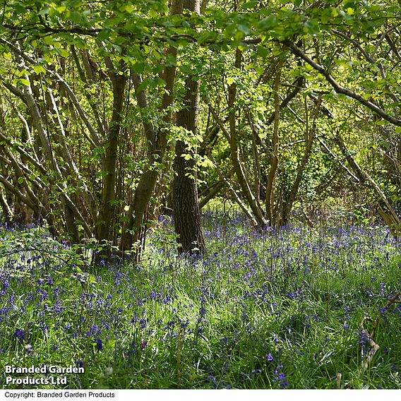 English Bluebells