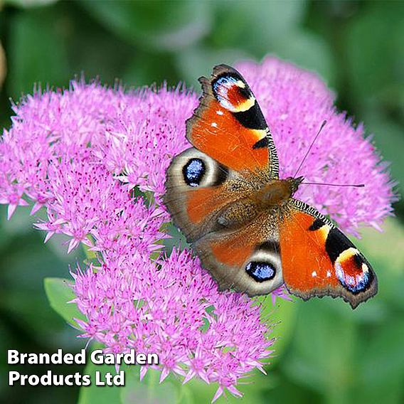 Sedum 'Herbstfreude'