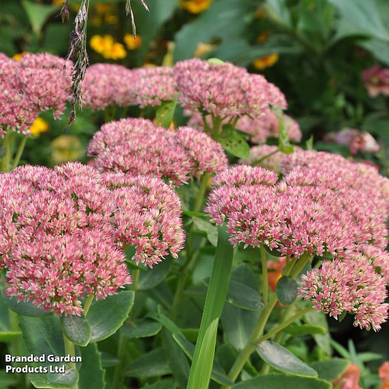 Sedum spectabile 'Brilliant'