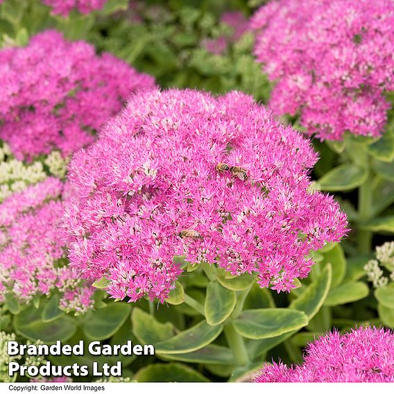 Sedum 'Herbstfreude'