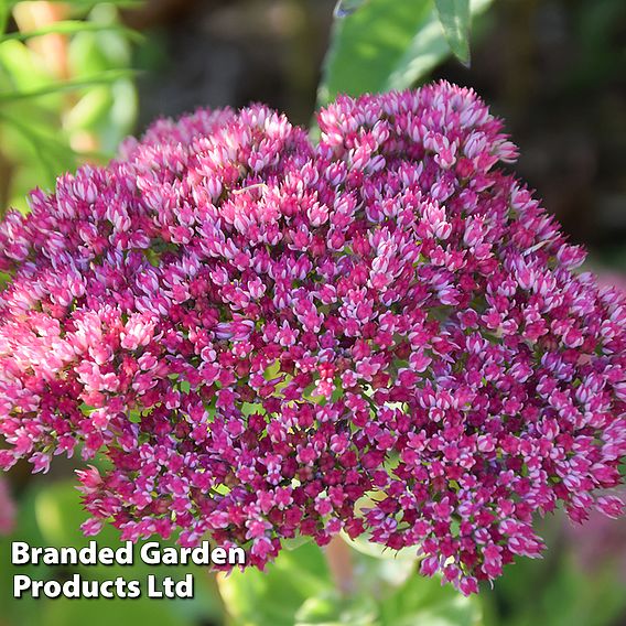 Sedum 'Herbstfreude'