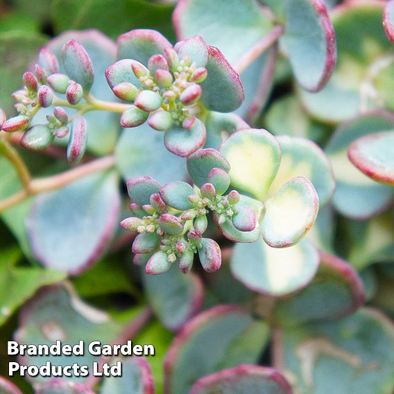 Sedum sieboldii 'Mediovariegatum'