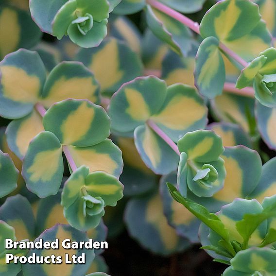 Sedum sieboldii 'Mediovariegatum'