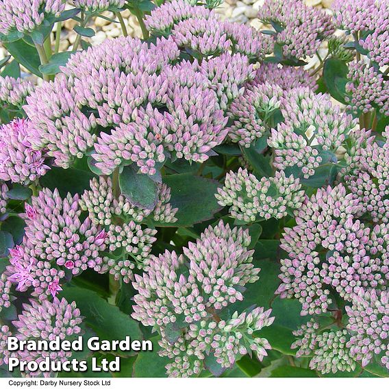 Sedum 'Thundercloud'