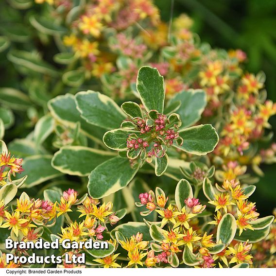 Sedum kamtschaticum var. kamtschaticum 'Variegatum'