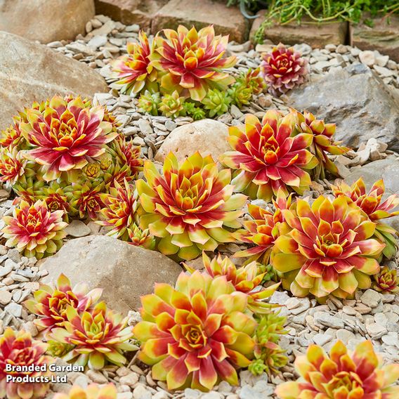 Sempervivum Chick Charms Jewel Trio