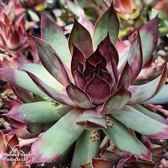 Sempervivum 'Chick Charms Grape Galaxy'