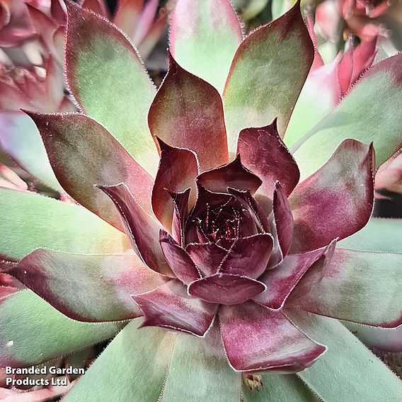 Sempervivum 'Chick Charms Grape Galaxy'