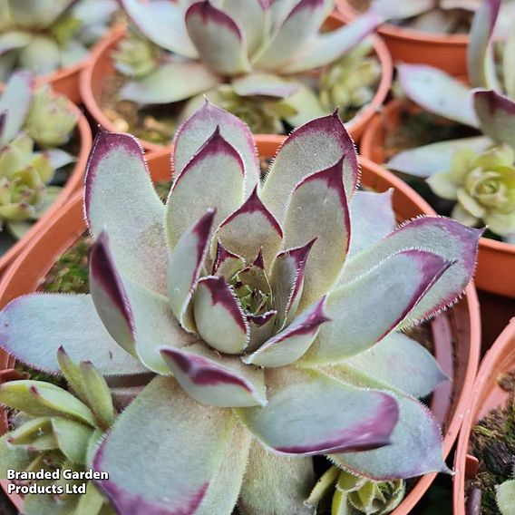 Sempervivum 'Chick Charms Grape Galaxy'