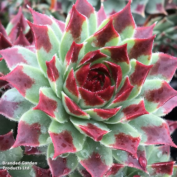 Sempervivum Chick Charms Jewel Trio