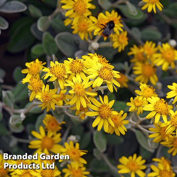 Brachyglottis 'Sunshine'