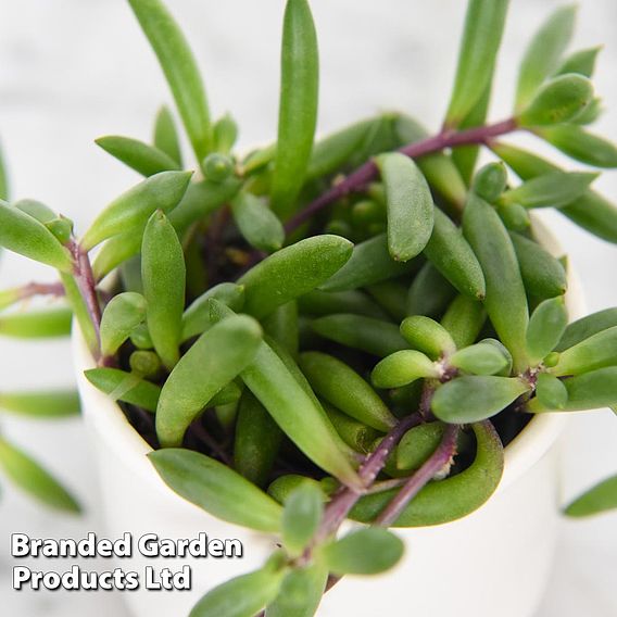 Senecio herreianus String of Rubies (Purple Flush)