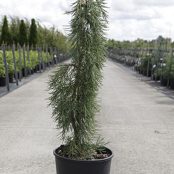 Sequoiadendron giganteum 'Pendulum'