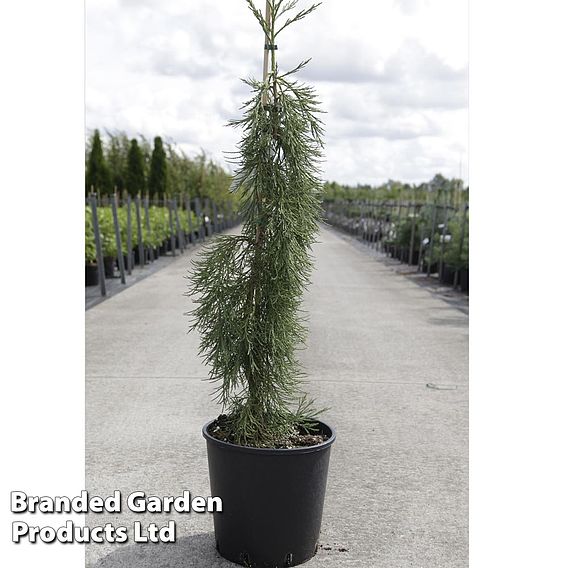 Sequoiadendron giganteum 'Pendulum'