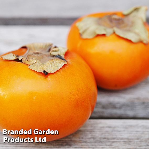 Persimmon 'Kaki'