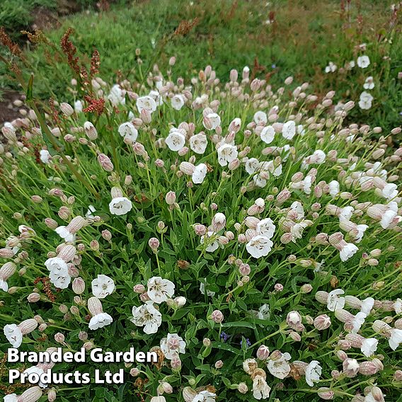 Silene uniflora 'Robin White Breast'