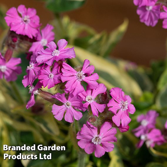 Silene 'Valley High'