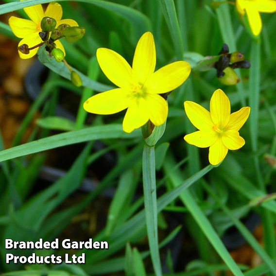 Sisyrinchium californicum 'Brachypus'