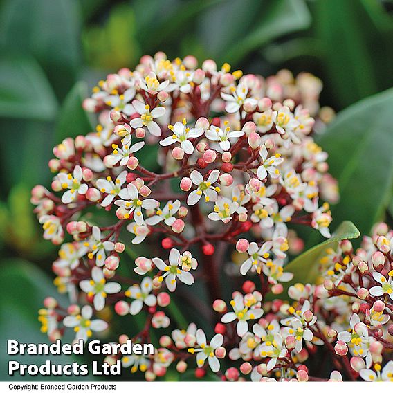 Skimmia japonica 'Rubella'