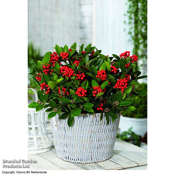 Skimmia japonica 'Temptation' - Gift