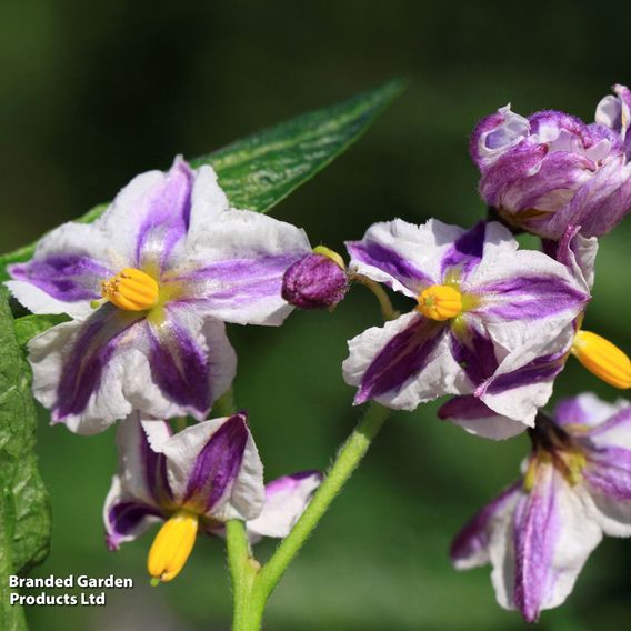 Solanum muricatum (Melon Pear Plant)