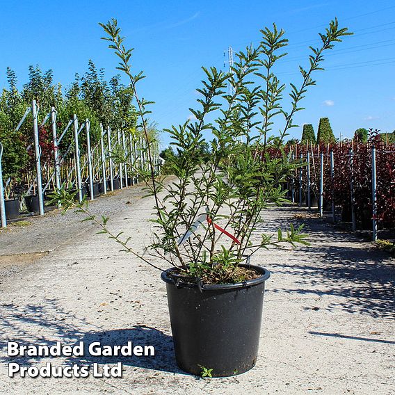 Sophora microphylla 'Sun King'