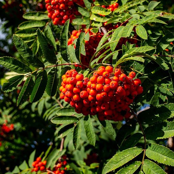 Rowan (Hedging)