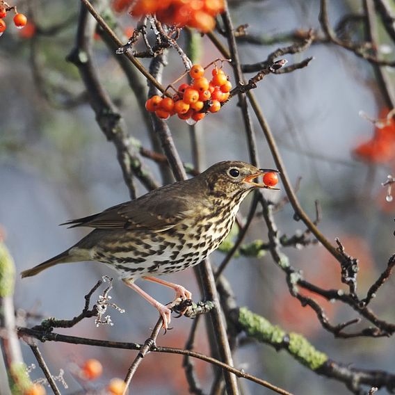 Rowan (Hedging)