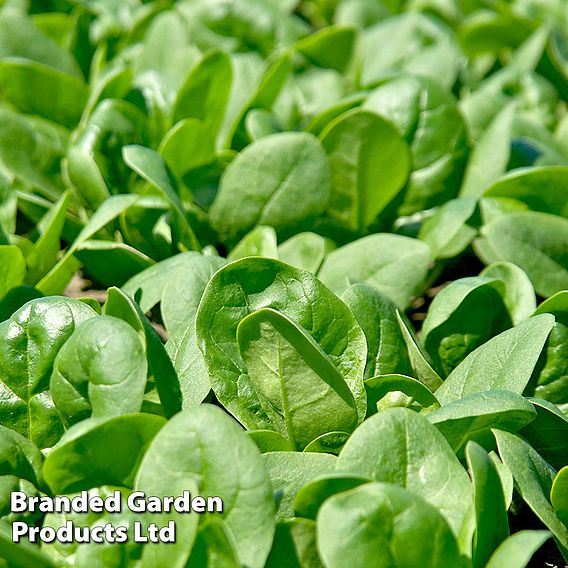 Spinach 'Santa Cruz' F1 - Seeds