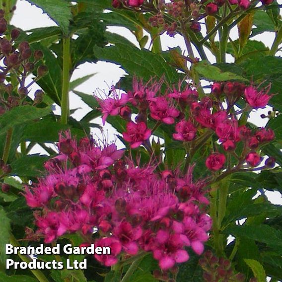 Spiraea japonica 'Anthony Waterer' (Hedging)