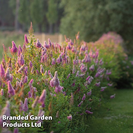 Spiraea x billardii