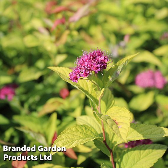 Spiraea japonica 'Goldflame' (Hedging)