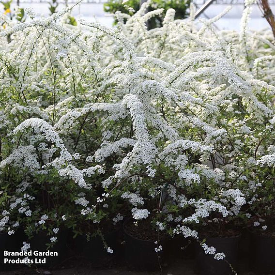 Spiraea x cinerea 'Grefsheim' (Hedging)