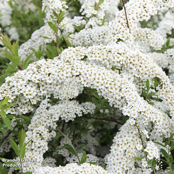 Spiraea x cinerea 'Grefsheim' (Hedging)