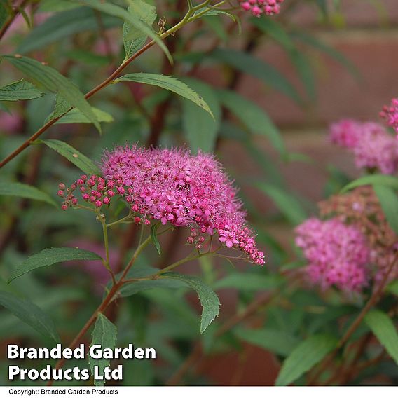 Spiraea japonica 'Neon Flash'