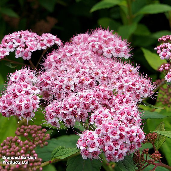 Spiraea 'Sparkling Champagne'