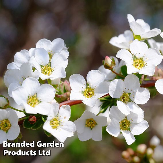 Spiraea thunbergii