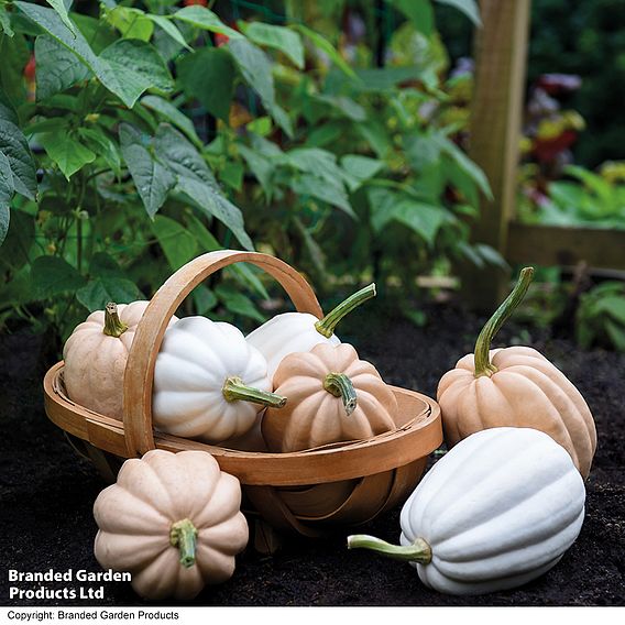 Squash 'Mashed & Baked Potatoes' (Winter) - Seeds