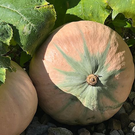 Squash Kabocha 'Rosie' F1 - Seeds