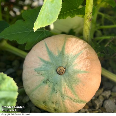 Squash Kabocha 'Rosie' F1 - Seeds