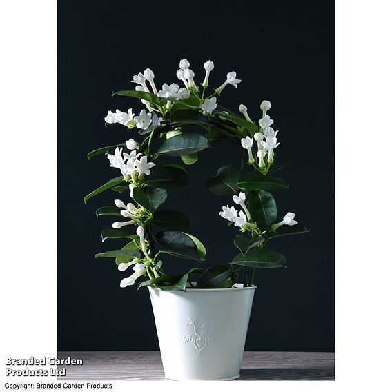 Stephanotis floribunda on a Hoop - Gift